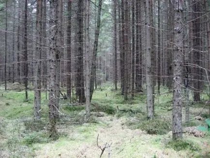 Bifeazà pădure