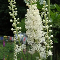 plantare Black Cohosh și de îngrijire în câmp deschis, fotografie, cultivarea și înmulțirea soiului, în combinație