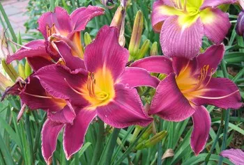 При засаждане daylilies