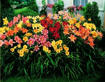 При засаждане daylilies