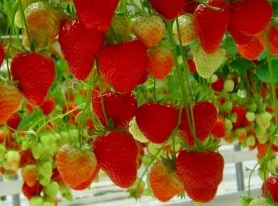 Strawberry în timpul anului cu efect de seră ca o afacere