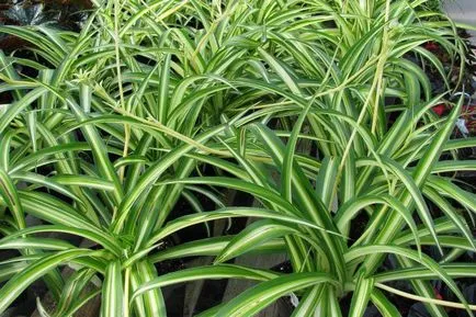 Interior Chlorophytum de flori - sfaturi cu privire la îngrijirea Crested chlorophytum ondulat și portocaliu în