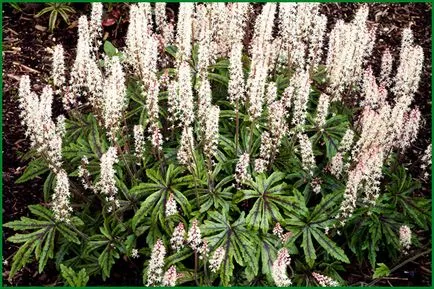 plantare Black Cohosh și de îngrijire în câmp deschis, fotografie, cultivarea și înmulțirea soiului, în combinație