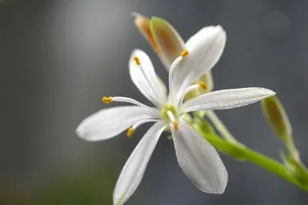 Interior Chlorophytum de flori - sfaturi cu privire la îngrijirea Crested chlorophytum ondulat și portocaliu în