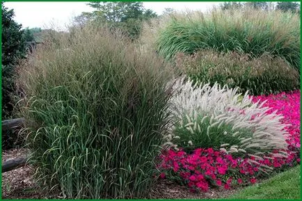 plantare Black Cohosh și de îngrijire în câmp deschis, fotografie, cultivarea și înmulțirea soiului, în combinație