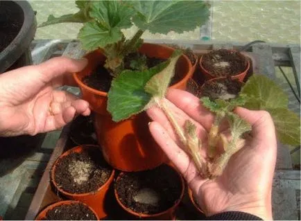 plantare begonii tuberoasă și de îngrijire la domiciliu, stoca tuberculii în timpul iernii, în creștere din semințe
