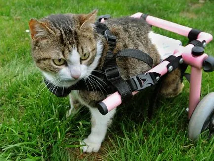 Scaun cu rotile pentru pisici cu handicap