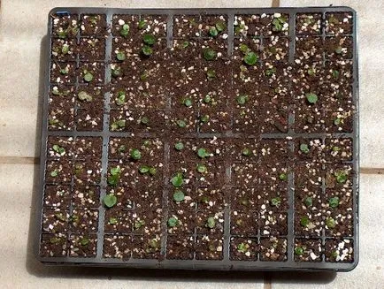 plantare begonii tuberoasă și de îngrijire la domiciliu, stoca tuberculii în timpul iernii, în creștere din semințe