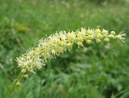 Negru cohosh - proprietăți utile ale Cohosh Black - utilizarea Black Cohosh în