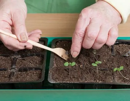 Când să planteze răsaduri de busuioc, caracteristici și calendarul plantării, în creștere de la semințe de la domiciliu