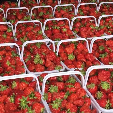 Strawberry în timpul anului cu efect de seră ca o afacere