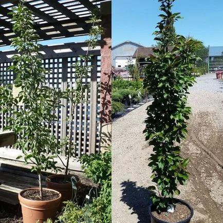 Oszlopos gyümölcsfák és gyümölcsfajták a fotó, telepítése és karbantartása, metszés