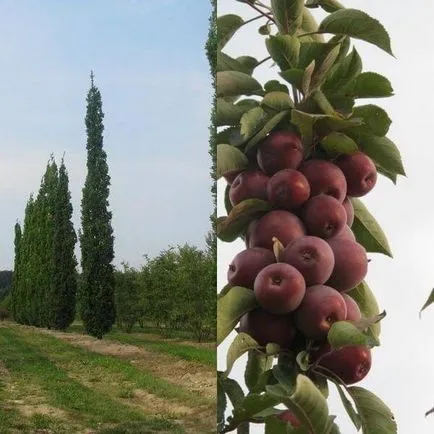 Oszlopos gyümölcsfák és gyümölcsfajták a fotó, telepítése és karbantartása, metszés