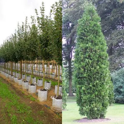 Oszlopos gyümölcsfák és gyümölcsfajták a fotó, telepítése és karbantartása, metszés