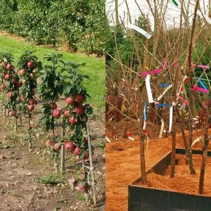 pomi fructiferi columnare și soiuri de fructe în fotografie, plantarea și întreținerea, tăierea