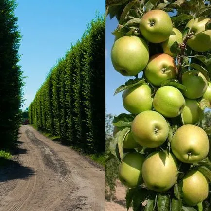 Oszlopos gyümölcsfák és gyümölcsfajták a fotó, telepítése és karbantartása, metszés