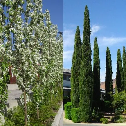 pomi fructiferi columnare și soiuri de fructe în fotografie, plantarea și întreținerea, tăierea