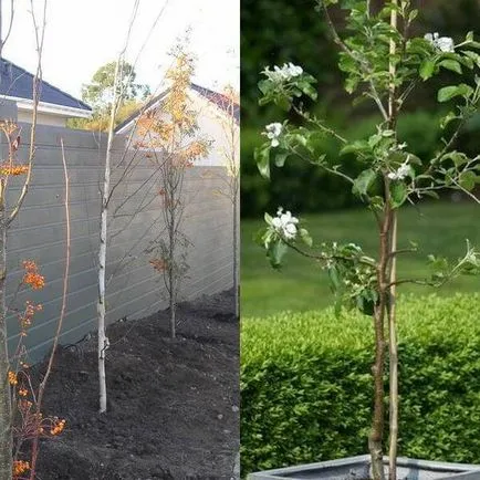 pomi fructiferi columnare și soiuri de fructe în fotografie, plantarea și întreținerea, tăierea