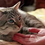 Macska vagy macska beteg tüneteit, jeleit, elsősegély