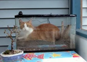 Macska az akváriumban - Szfinx krysik