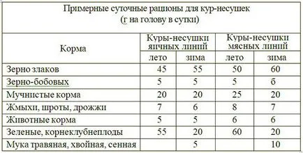 Хранене на кокошки носачки, препоръките за прием на домашни птици