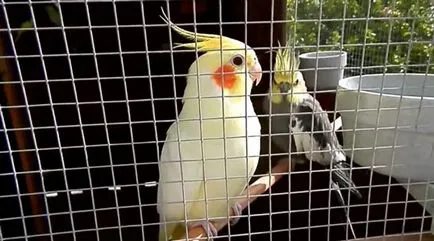 Corella papagáj nifma minden papagáj cockatiel (fotó és videó)