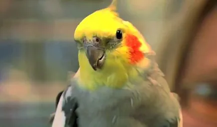 Corella papagal nifma toate papagalul papagal (foto și video)