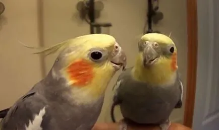 Corella papagáj nifma minden papagáj cockatiel (fotó és videó)