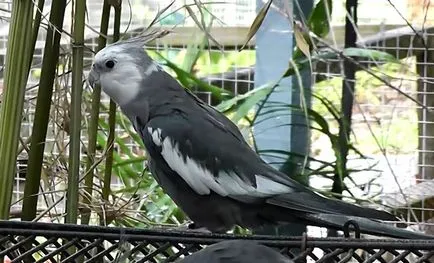 Corella papagal nifma toate papagalul papagal (foto și video)