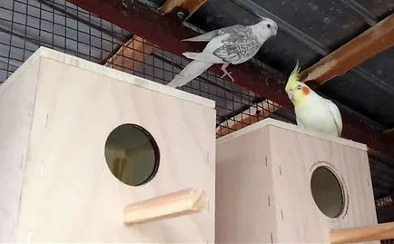 Corella papagal nifma toate papagalul papagal (foto și video)