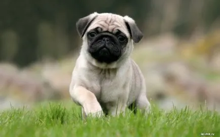 Хранене - Pugs