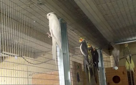 Corella papagáj nifma minden papagáj cockatiel (fotó és videó)