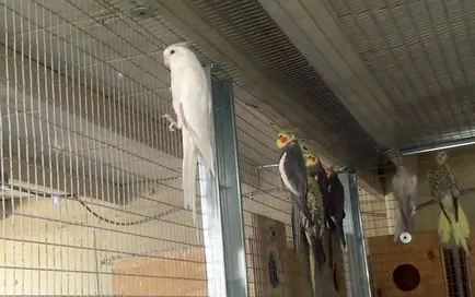 Corella papagal nifma toate papagalul papagal (foto și video)