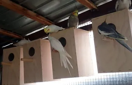 Corella papagáj nifma minden papagáj cockatiel (fotó és videó)