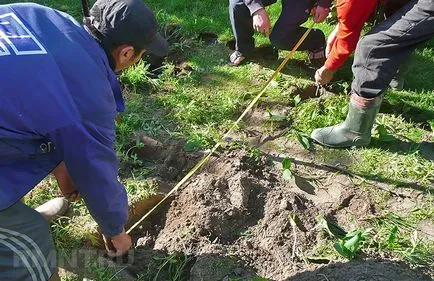 Ásó szeptikus video-telepítési utasításokat a kezüket, hogyan kell ásni, Ár, Fénykép