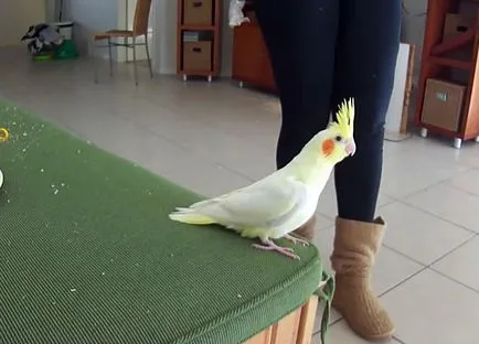 Corella papagáj nifma minden papagáj cockatiel (fotó és videó)