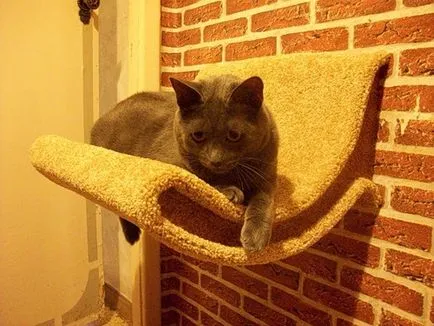 котячий будинок