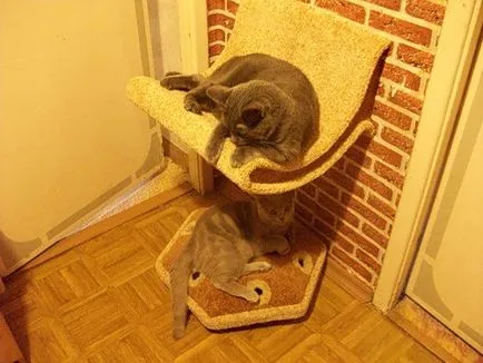 котячий будинок