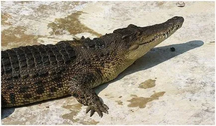 Krokodil Swamp leírása, mérete, életmód, élőhely