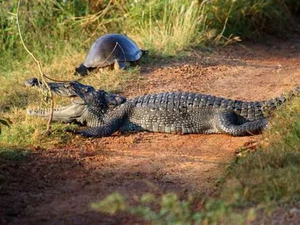 Krokodil Swamp leírása, mérete, életmód, élőhely