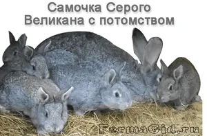 Зайци за разплод гигантски зайци - грижи и поддръжка, кожите на чинчили