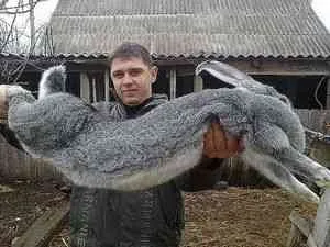 Iepuri de reproducție iepuri gigant - îngrijire și întreținere, piei de chinchilla