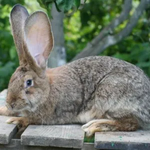 Nyúl 🐇 előnyöket, kár és kalóriatartalmú hús, élelmiszer és egészség