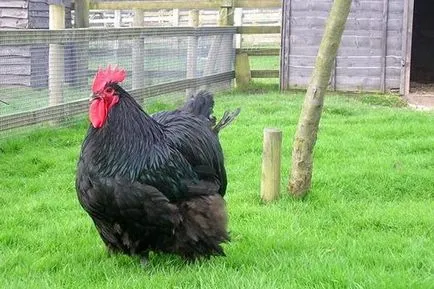 Australorp пилета - порода описание, съдържание, снимки и видео