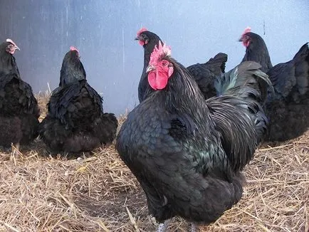 Australorp пилета - порода описание, съдържание, снимки и видео