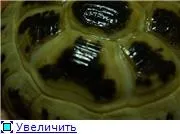 Рахіт у сухопутної черепахи, безкоштовна консультація «рептилії і амфібії (рахіт) Рахіт у сухопутної черепахи, безкоштовна консультація «рептилії і амфібії