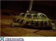 Рахіт у сухопутної черепахи, безкоштовна консультація «рептилії і амфібії (черепахи) Рахіт у сухопутної черепахи, безкоштовна консультація «рептилії і амфібії