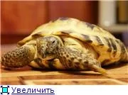 Рахіт у сухопутної черепахи, безкоштовна консультація «рептилії і амфібії (черепахи) Рахіт у сухопутної черепахи, безкоштовна консультація «рептилії і амфібії
