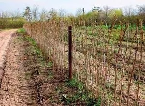 Розмноження хвойних живцями (supersadovnik) Розмноження хвойних живцями