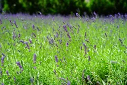 Lavender gyógyszer tulajdonságait és ellenjavallatok